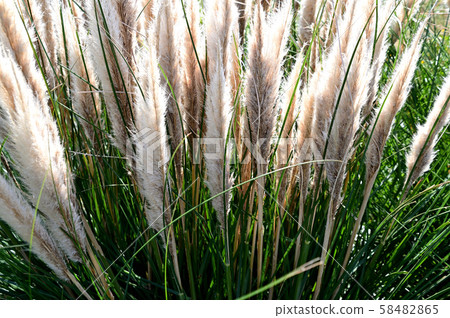 植物南美大草原草 58482865