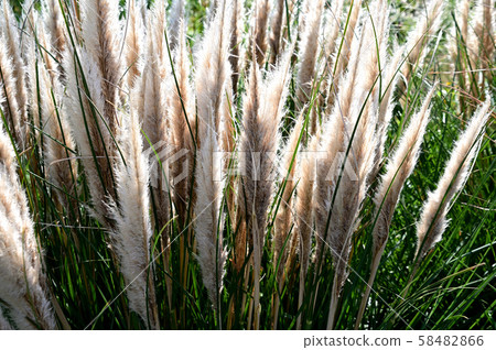 植物南美大草原草 58482866