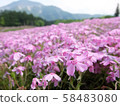 Shiba cherry tree and mountain 58483080