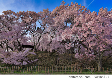 Cherry blossoms in Takanojo Castle Park, Nagano Prefecture 58483127