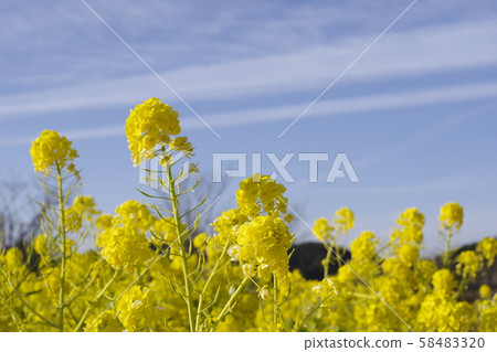 Canola flowers in full bloom Canola flowers in full bloom 58483320