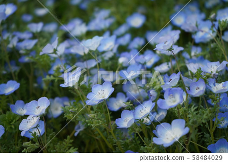 在春天公園 在春天公園 58484029