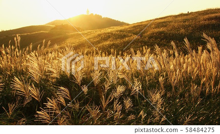 Suki's grassland shining in the setting sun, Ikushi Kogen, Aritagawa Town/Kimino Town, Wakayama Prefecture 58484275