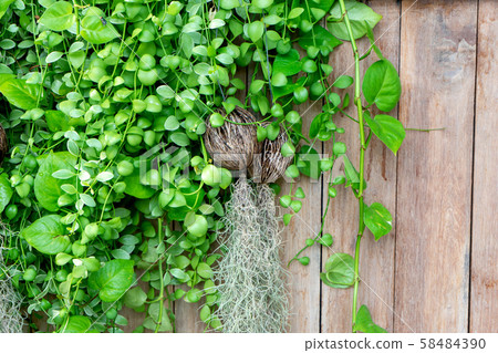 old  wood fence background  with green leaf 58484390