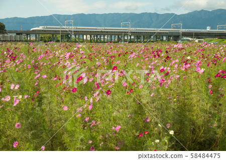 Cosmos field and Tokaido Shinkansen Cosmos field and Tokaido Shinkansen 58484475