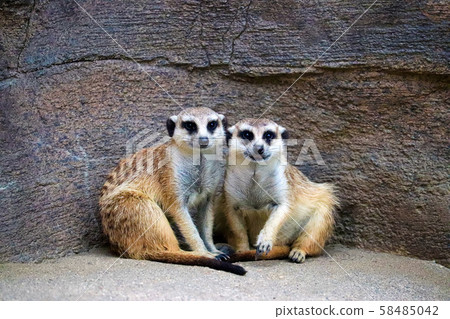 meerkat meerkat 58485042