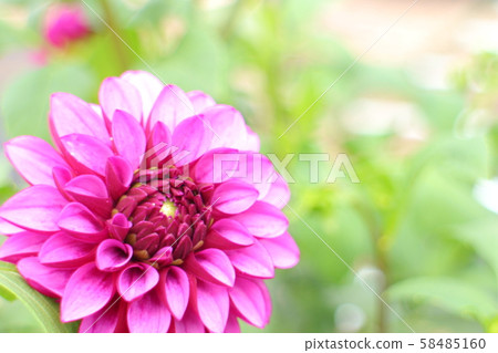 Dahlia Vasa 58485160