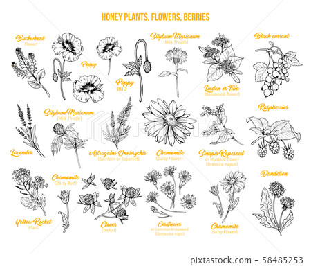 Honey plants ink sketches set 58485253