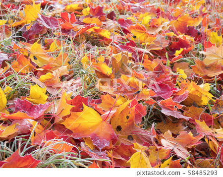 Yellow and red maple leaves on the grass. 58485293
