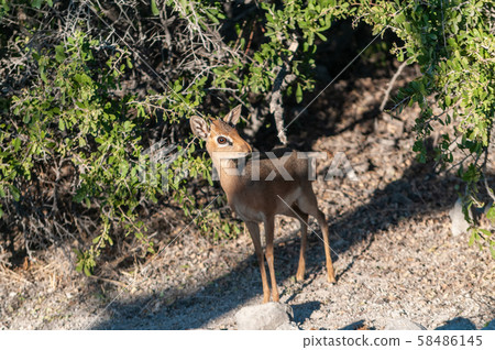 Closeup of a Dik Dik Closeup of a Dik Dik 58486145