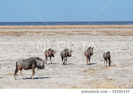 A herd of Wildebeest heading out the the Etosha Salt Pan 58486147