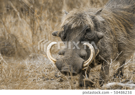 common warthog in Kruger National park, South 58486238