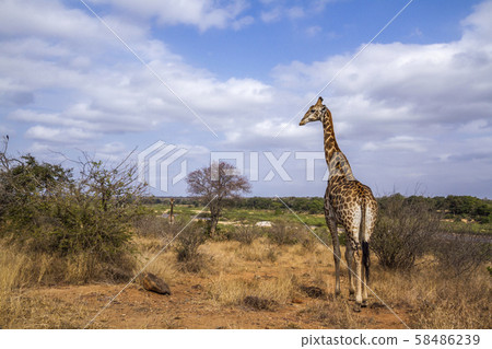 Giraffe in Kruger National park, South Africa 58486239