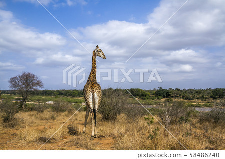 Giraffe in Kruger National park, South Africa 58486240