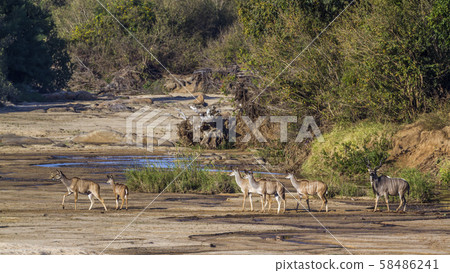 Greater kudu in Kruger National park, South Africa 58486241