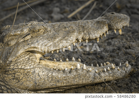 Nile crocodile in Kruger National park, South 58486280