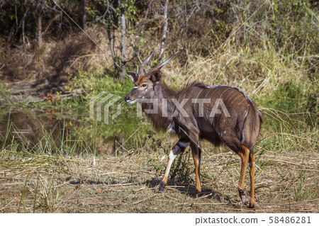 Nyala in Kruger National park, South Africa 58486281