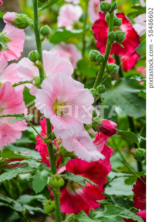 Pink Hollyhock flower 58486602