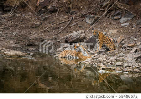 Angry looking mother bengal tiger and her cub with face expression and showing canines to stay away from the waterhole during hot summer afternoon at ranthambore national park, india - panthera tigris 58486672
