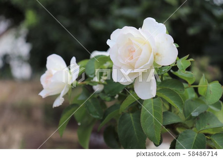 White Meidiland White Meidiland 58486714