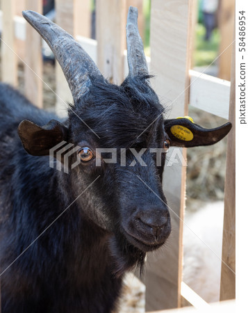 Black farm kid in the pen. Black farm kid in the pen. 58486954