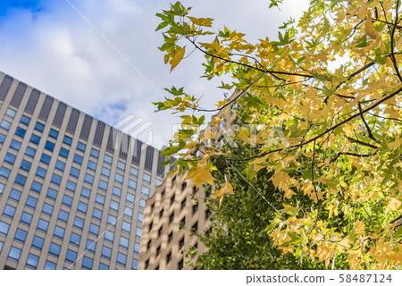 [Colored leaves plane tree Otemachi] 58487124