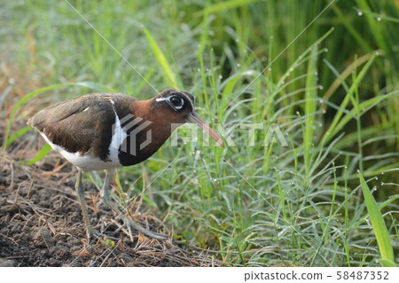 一隻雌性鷸在夜露覆蓋的小徑上漫步 58487352
