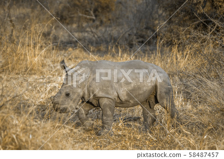 Southern white rhinoceros in Kruger National park, 58487457