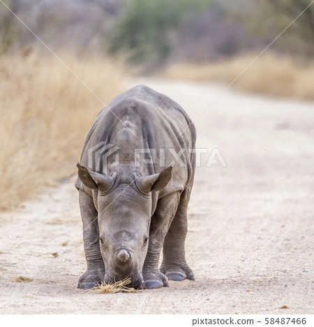 Southern white rhinoceros in Kruger National park, 58487466