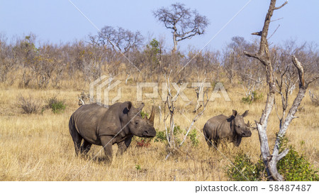 Southern white rhinoceros in Kruger National park, Southern white rhinoceros in Kruger National park, 58487487