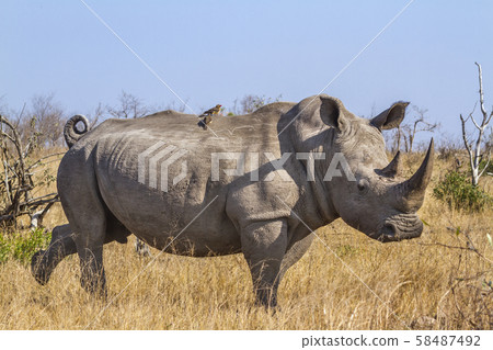 Southern white rhinoceros in Kruger National park, Southern white rhinoceros in Kruger National park, 58487492