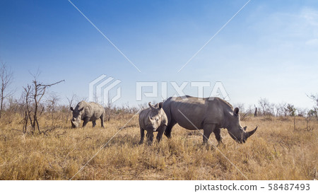 Southern white rhinoceros in Kruger National park, 58487493