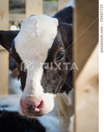 Portrait of young cow in a stall. Livestock farm. Portrait of young cow in a stall. Livestock farm. 58487725