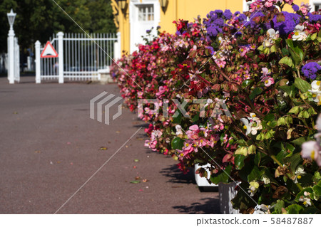 Perspective from of autumn flowers. 58487887