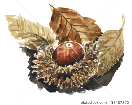 berry, acorn, acorns 58487890