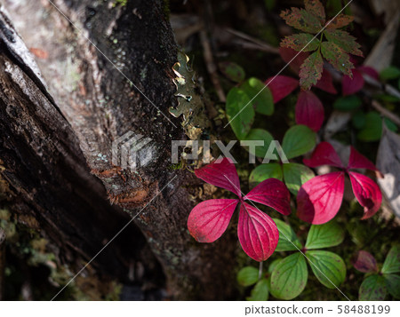 Autumn leaves Autumn leaves 58488199