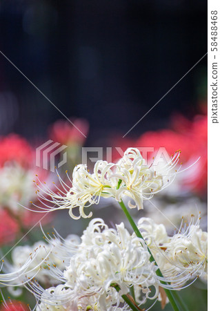 red and white spider lily 58488468