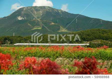 Tokaido Shinkansen running near cluster amaryllis and Mt. Ibuki 58488988