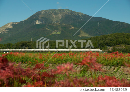 新幹線和群集孤挺花在伊吹山附近運行 照片素材 圖片 5848 圖庫