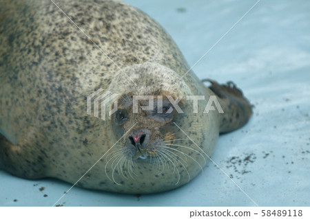 Omuta City Zoo Seal Omuta City Zoo Seal 58489118