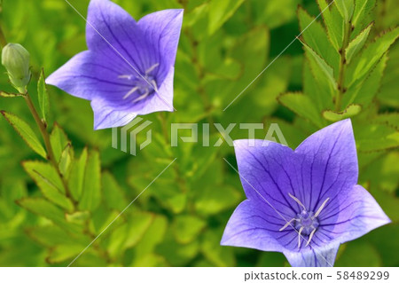 八月紫色桔梗花 照片素材 圖片 圖庫