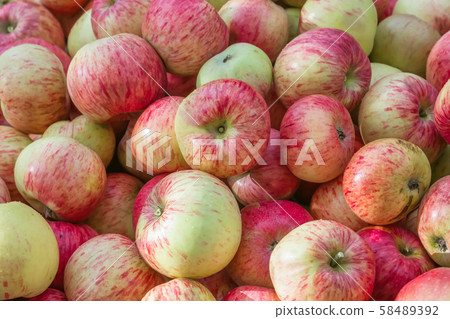 Red and Yellow Fresh Ripe Apples Background 58489392