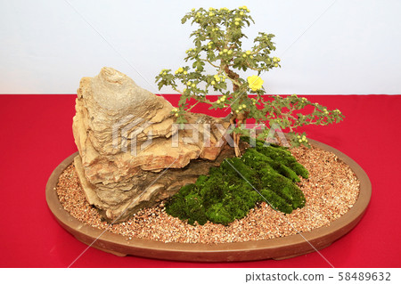 菊花節盆景菊花盆景 58489632