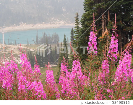 在惠斯勒山 58490515