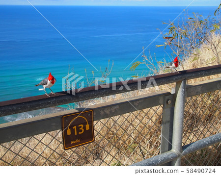 Kangkancho (Cardinal) 58490724