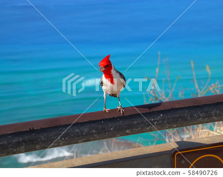 Kangkancho (Cardinal) 58490726