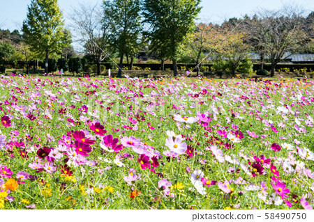 波斯菊花田 波斯菊花田 58490750