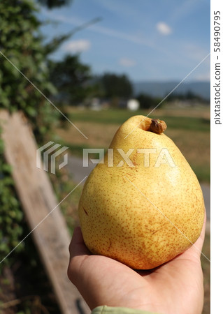 Ripe Margherit Marilla Ripe Margherit Marilla 58490795