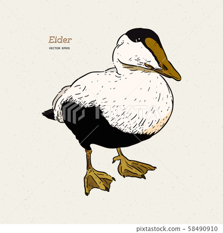 Eider Duck is a large sea duck, vintage line 58490910
