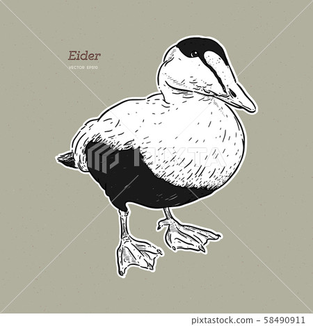 Eider Duck is a large sea duck, vintage line 58490911